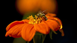 *Пчела и цветок.** / Пчела и цветок.*