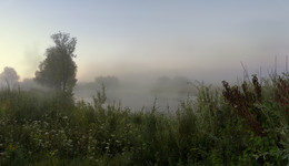 Все как в тумане / травы, утро, старица,туман