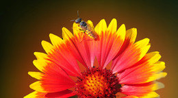 необычное в обычном / клумба, утро, август, красиво сидит пчелка