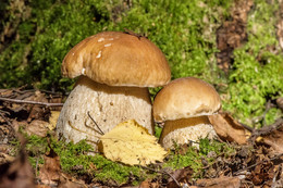 &quot;Пора за грибами&quot;-1 / лес осень грибы