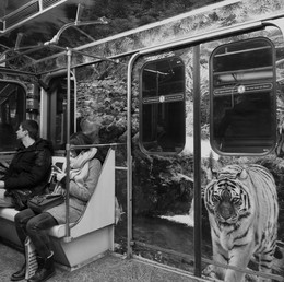 Выживание тигра / Москва,метро,выживание тигра
