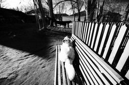 Собака белая большая на скамейке в Озерках весной лежит / Собака белая большая на скамейке в Озерках весной лежит