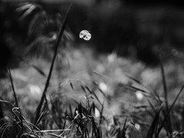 &nbsp; / [i]Ночь печальна, как мечты мои.
Далеко в глухой степи широкой
Огонек мерцает одинокий...
В сердце много грусти и любви.
Но кому и как расскажешь ты,
Что зовет тебя, чем сердце полно! —
Путь далек, глухая степь безмолвна.
Ночь печальна, как мои мечты.
Иван Бунин[/i]