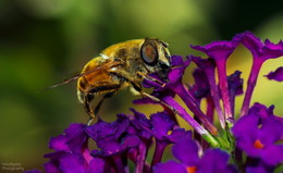 Ильница цепкая / вид мух-журчалок из подсемейства Eristalinae. Является космополитом.