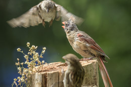 "protecting investment" / northern cardinal