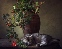 Спящий комочек счастья / Масяня так утомилась позировать, что уснула прямо на рабочем месте