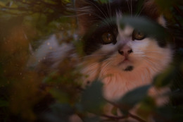 Кошка / ***