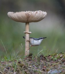 Позёр. / В продолжение грибной темы.