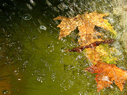 Приметы осени / осенние листья в воде, дождь