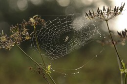 В ожидании / Паутинка с пауком в туманном утре и росе