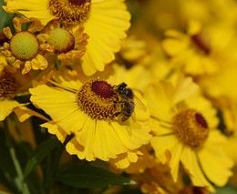 Бывали деньки золотые... / Что-то пчёлы собирают с цветков кореопсиса