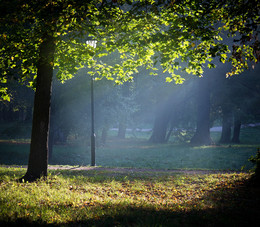 Утренний свет... / гатчинский парк