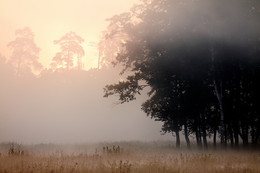 &nbsp; / Осеннее утро, подмосковный лес