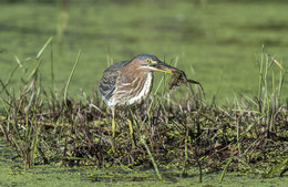 Green heron with a snack ( Leopard frog ) / Green heron with a snack ( Leopard frog )