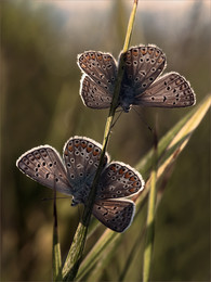 Мимолетное видение / Бабочки, согревающиеся в солнечных лучах
