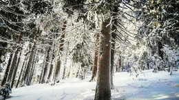 Лес на вершине Драгобрата / Красочные места западной Украины. А вы любите зиму?