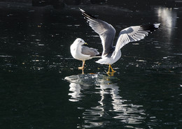 Разрешите вас пригласить... / Альбом"Лапы,крылья,хвосты"