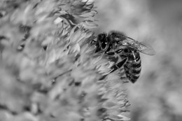 Жизнь в монохороме / цветы, жизнь, насекомое, пчела,