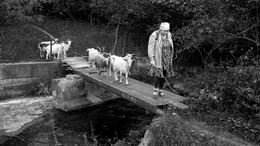 Жизнь в монохороме / Осенний день подходит к концу. Женщина - пастушка ведет стадо коз домой...