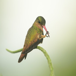 Cinnamon hummingbird / The cinnamon hummingbird (Amazilia rutila) is a species of hummingbird in the Trochilidae family. It is found from northwestern Mexico to Costa Rica. Its natural habitats are subtropical or tropical dry forests, subtropical or tropical moist lowland forests, subtropical or tropical dry shrubland, and heavily degraded former forest