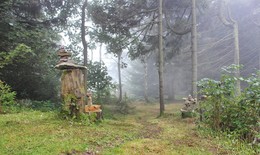 Тропинка в туман / Прогулки по лесу