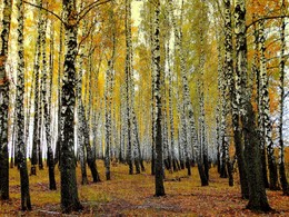 Золото берёзовой рощи / Что прекрасней бывает осенней березовой рощи?
Только яркий осенне-лиловый закат,
Когда золото рощи ветрами небрежно полощет,
Рассыпая горстями повсюду густой листопад.