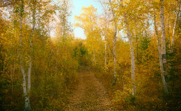 Осенние прогулки... / по лесной дорожке