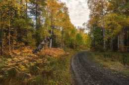 Лесная дорога / В осеннем лесу