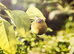 Созревание / ***