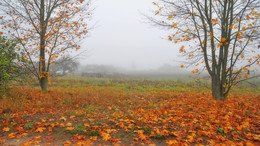 глубокая осень / октябрь, утро туманное, листья опадают, красиво кругом