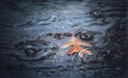 Мокрая пора / Осенний этюд