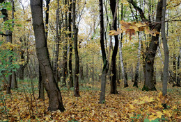 Осень... / ... и дивный запах осеннего леса..