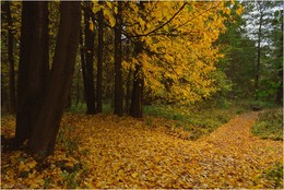 в осеннем парке 3 / ***