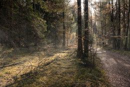 Пробуждение леса / Осенние зарисовки