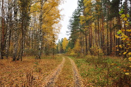 Листопад. / Лес в октябре.