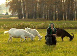 Не бабье лето / Козы и старушка. На Боголюбском лугу пожилая женщина пасла своих коз. На вопрос &quot;Дают ли они молока&quot; женщина отвечала с грустью :&quot; Молока-то они дают, но сколько же с ними надо гулять!&quot;
