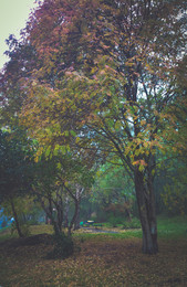 осень / сибирская осень