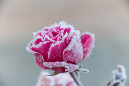 Ледяная нежность / Первые заморозки и роза.