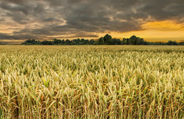 Пшеничное поле в закат / Литовская поле пшеницы до урожая зерна