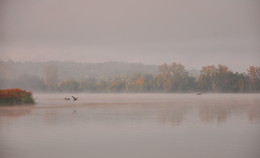 Цапли на озере. / Туманное утро на осеннем озере.