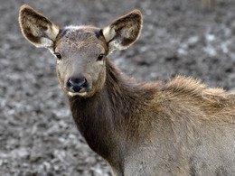 Олененок / Молодой олень