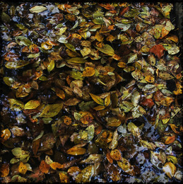 Осенняя разукрашка / листья в луже