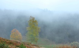 Поплыл туман по долине / Осенние причуды погоды и одинокая березка.