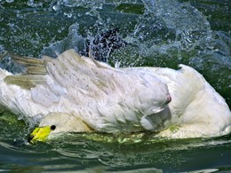 Купание тундрового лебедя / Лебедь-Кликун.
Малый, или тундровый, лебедь (Cygnus bewickii) клюв имеет ярко-жёлтый (лимонный) с чёрным наконечником...