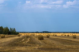 Жніво / Жніво 2016