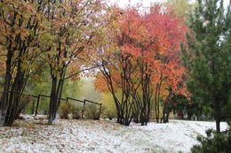 Первый снег и туманность в сквере. / Первый снегопад был таким обильным, что засыпал все деревья и кустарники, все желающие успели создать свои фотопроекты.