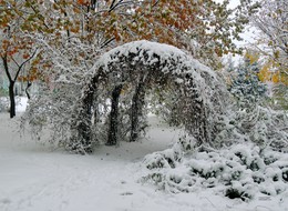 оазис зимы в городской черте / снегопад 26 октября 2016 года в Гомеле