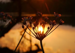 Цветок светлячок / солнце на воде