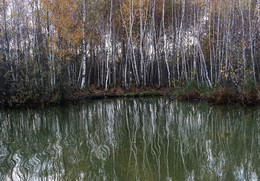 Березки на пруду... / Октябрьский этюд...
