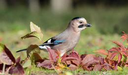 Осенняя. / Сойка